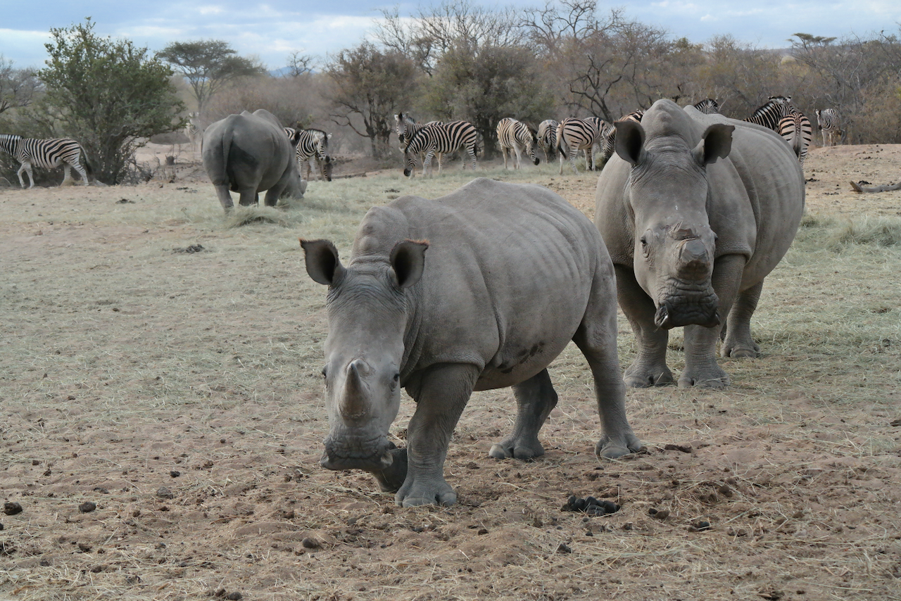Rhinos, Kruger National Park, South Africa