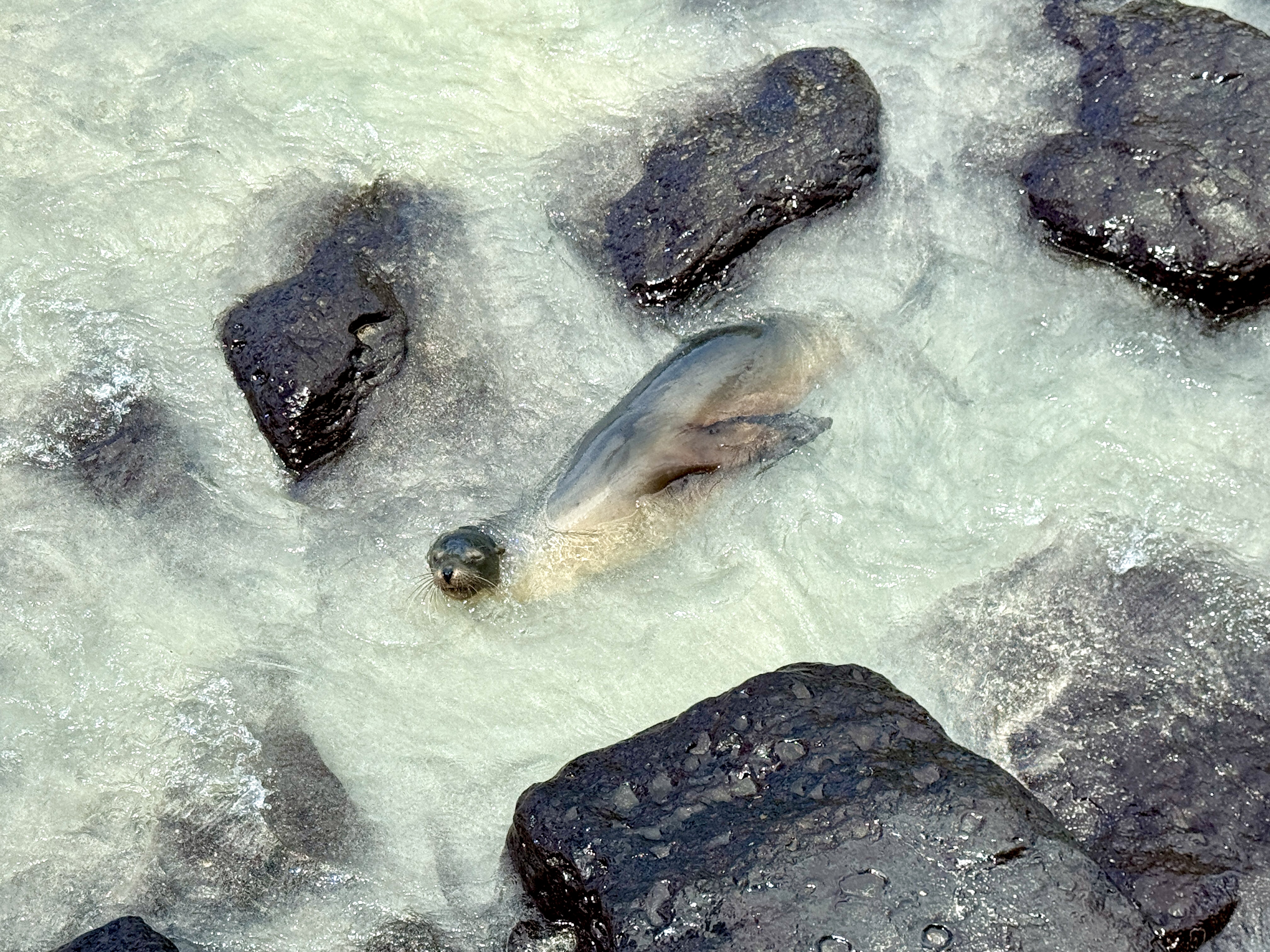 Sea Lion