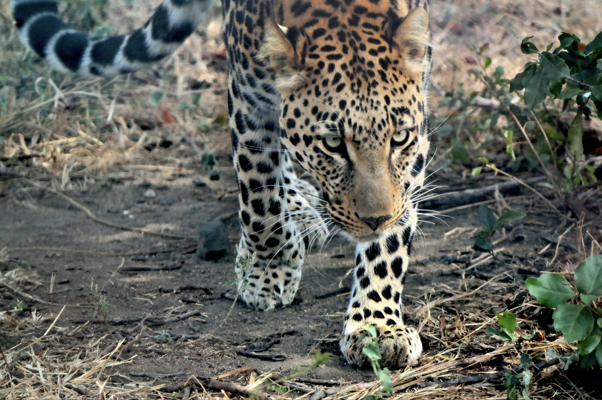 Jaguar, Kruger National Park, South Africa